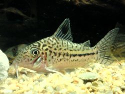 Brochis (sub-clade 3) leopardus