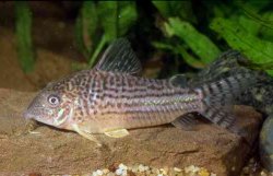 Brochis (sub-clade 3) noelkempffi - Click for species page