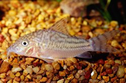 Brochis (sub-clade 3) pinheiroi - Click for species page
