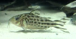 Brochis (sub-clade 3) robineae