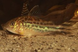 Brochis (sub-clade 3) robineae