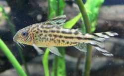 Brochis (sub-clade 3) robineae