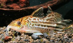 Brochis (sub-clade 3) robineae