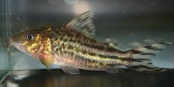 Brochis (sub-clade 3) robineae