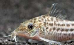 Brochis (sub-clade 3) robineae