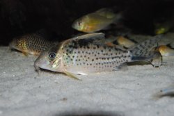 Brochis (sub-clade 3) robustus