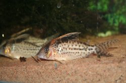 Brochis (sub-clade 3) robustus