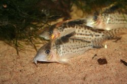 Brochis (sub-clade 3) robustus