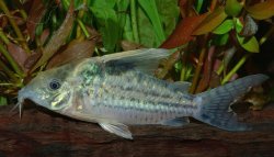 Brochis (sub-clade 3) robustus