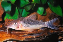 Brochis (sub-clade 3) seussi - Click for species page