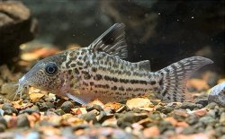 Brochis (sub-clade 3) sp. (C018) - Click for species page