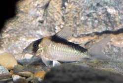 Brochis (sub-clade 3) sp. (C039) - Click for species page
