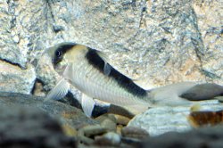 Brochis (sub-clade 3) sp. (C039)