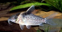Brochis (sub-clade 3) sp. (C049) - Click for species page