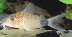 Brochis (sub-clade 3) sp. (C066) - Click for species page