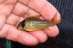 Brochis (sub-clade 3) sp. (C071) - Click for species page