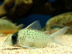 Brochis (sub-clade 3) sp. (C097) - Click for species page