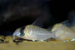 Brochis (sub-clade 3) sp. (C097)