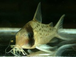 Brochis (sub-clade 3) sp. (C097)