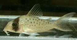 Brochis (sub-clade 3) sp. (C097)