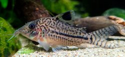 Brochis (sub-clade 3) sp. (C102) - Click for species page