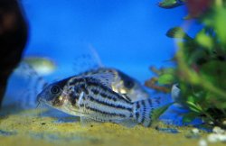 Brochis (sub-clade 3) sp. (C110) - Click for species page