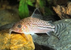 Brochis (sub-clade 3) sp. (C128) - Click for species page