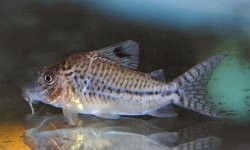 Brochis (sub-clade 3) sp. (C128)