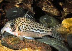 Brochis (sub-clade 3) sp. (C130) - Click for species page
