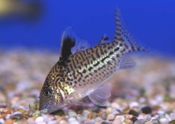 Brochis (sub-clade 3) sp. (C131) - Click for species page