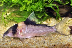 Brochis (sub-clade 3) sp. (C140) - Click for species page