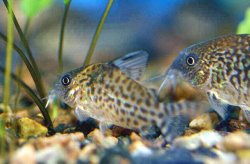 Brochis (sub-clade 3) sp. (C157) - Click for species page