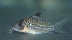 Brochis (sub-clade 3) sp. (Cw002) - Click for species page