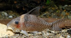 Brochis (sub-clade 3) sp. (Cw057) - Click for species page