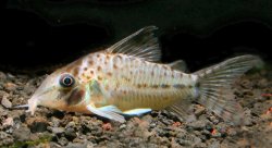 Brochis (sub-clade 3) sp. (Cw058) - Click for species page