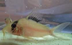 Brochis (sub-clade 3) sp. (Cw070) - Click for species page