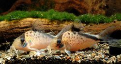 Brochis (sub-clade 3) sp. (Cw074) - Click for species page