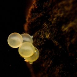Brochis (sub-clade 3) sp. (Cw082)