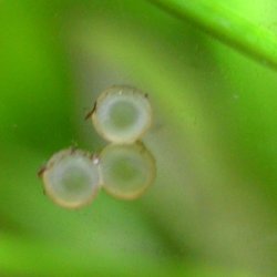Brochis (sub-clade 3) sp. (Cw082)