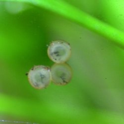 Brochis (sub-clade 3) sp. (Cw082)