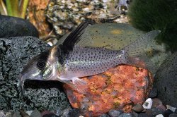 Brochis (sub-clade 3) sp. (Cw099) - Click for species page