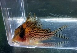 Brochis (sub-clade 3) sp. (Cw113) - Click for species page
