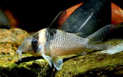 Brochis (sub-clade 3) sp. (Cw130) - Click for species page