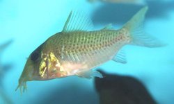 Brochis (sub-clade 3) sp. (Cw138) - Click for species page