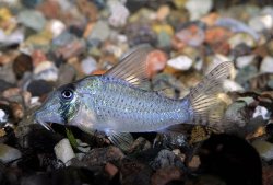 Brochis (sub-clade 3) sychri - Click for species page