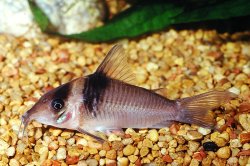 Brochis (sub-clade 3) virginiae - Click for species page