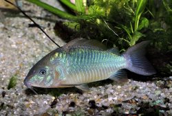 Brochis britskii - Click for species page