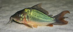 Brochis multiradiata