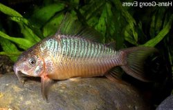 Brochis sp. (Cw034) - Click for species page