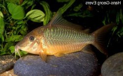 Brochis sp. (Cw035) - Click for species page